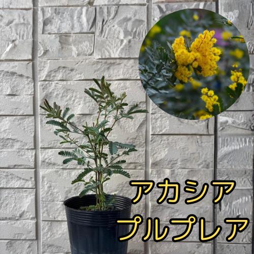 アカシア　プルプレア　3.5号ポット　苗木　庭木 シンボルツリー 春の花　銀葉アカシア（Yahoo!・エスフルール）