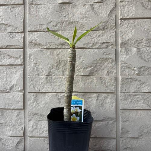 プルメリア ホワイトイエロー 3.5号ポット苗 苗木 鉢植え フランジパニ