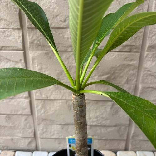 プルメリア ホワイトイエロー 3.5号ポット苗 苗木 鉢植え フランジパニ
