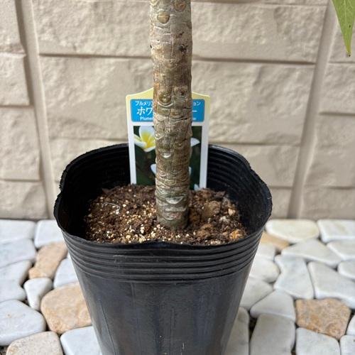 プルメリア ホワイトイエロー 3.5号ポット苗 苗木 鉢植え フランジパニ