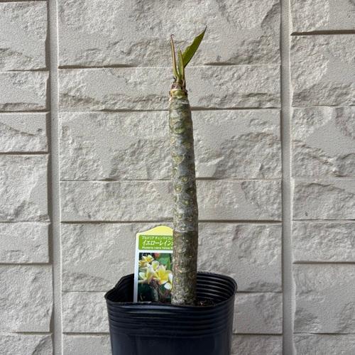 プルメリア イエローレインボー 3.5号ポット苗 苗木 鉢植え