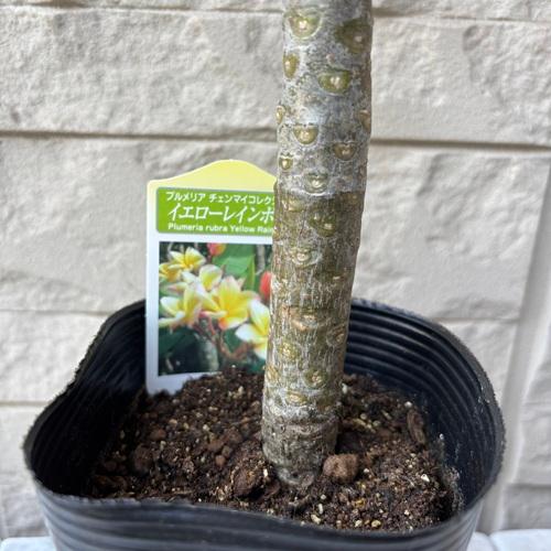 プルメリア イエローレインボー 3.5号ポット苗 苗木 鉢植え