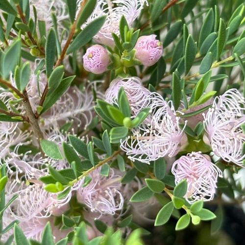 メラレウカ コットンキャンディー 苗木 3号ポット 庭木 花木 オージー