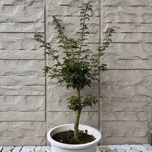 モミジ　獅子頭　6号ポット苗　苗木 庭木 シンボルツリー 植木 花木 落葉樹 カエデ 楓 紅葉 盆栽　 | 