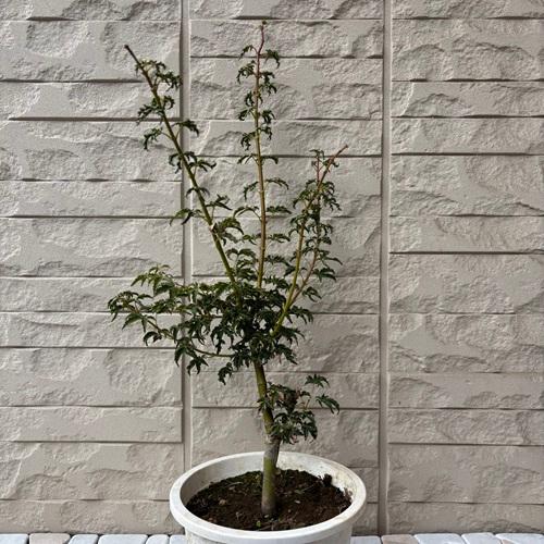 モミジ　獅子頭　6号ポット苗　苗木 庭木 シンボルツリー 植木 花木 落葉樹 カエデ 楓 紅葉 盆栽　 |  | 01