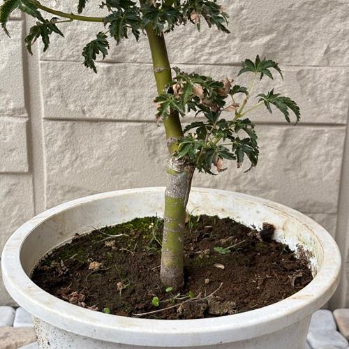 モミジ　獅子頭　6号ポット苗　苗木 庭木 シンボルツリー 植木 花木 落葉樹 カエデ 楓 紅葉 盆栽　 |  | 02