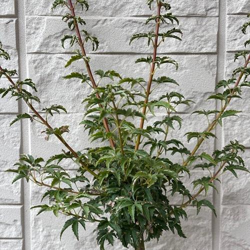 モミジ　獅子頭　6号ポット苗　苗木 庭木 シンボルツリー 植木 花木 落葉樹 カエデ 楓 紅葉 盆栽　 |  | 03