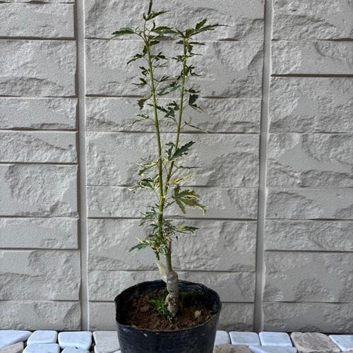 モミジ　胡蝶の舞　4号ポット苗　接木苗　苗木 庭木 シンボルツリー 植木 花木 落葉樹 カエデ 楓 紅葉 |  | 01