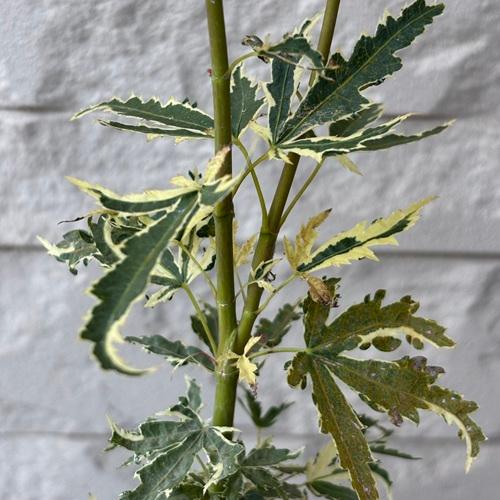 モミジ　胡蝶の舞　4号ポット苗　接木苗　苗木 庭木 シンボルツリー 植木 花木 落葉樹 カエデ 楓 紅葉 |  | 02