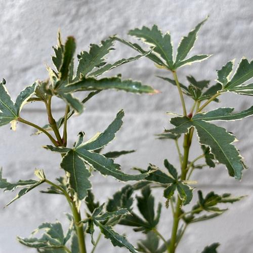 モミジ　胡蝶の舞　4号ポット苗　接木苗　苗木 庭木 シンボルツリー 植木 花木 落葉樹 カエデ 楓 紅葉 |  | 03