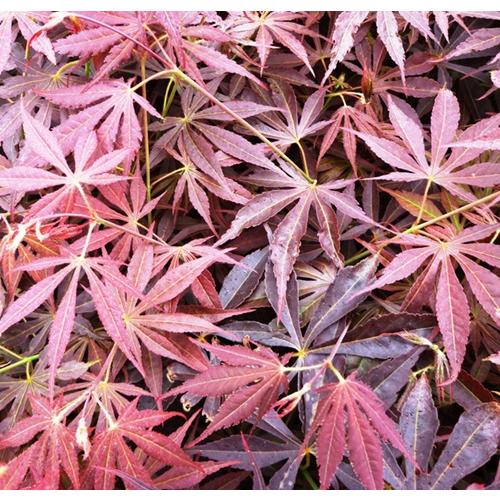 モミジ 奥州紅 4号ポット苗 接木苗 苗木 庭木 シンボルツリー 植木