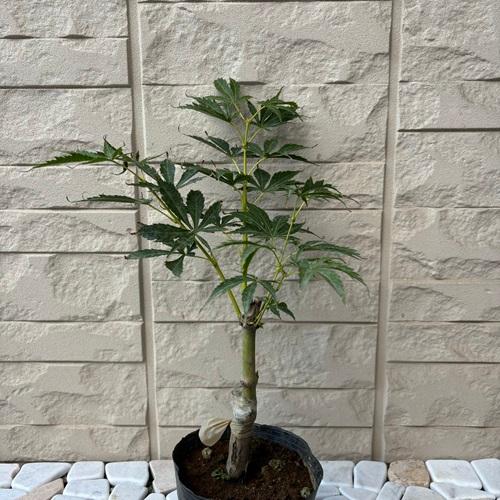 モミジ 奥州紅 4号ポット苗 接木苗 苗木 庭木 シンボルツリー 植木 