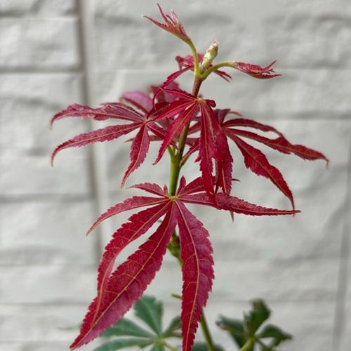 モミジ 奥州紅 4号ポット苗 接木苗 苗木 庭木 シンボルツリー 植木