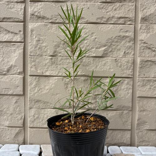 カリステモン　インジューン　3.5号ポット苗　ブラシの木　金宝樹　苗木　庭木  花木  オージープランツ |  | 01