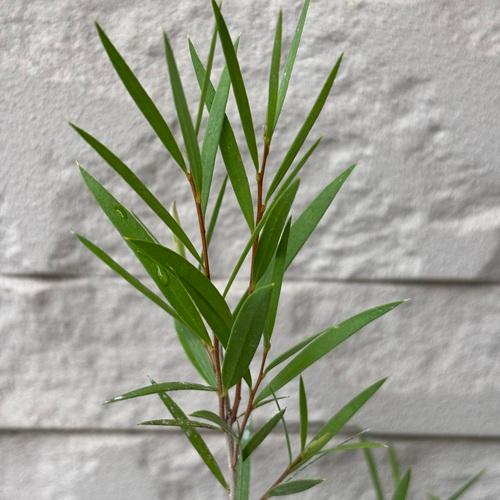 カリステモン　インジューン　3.5号ポット苗　ブラシの木　金宝樹　苗木　庭木  花木  オージープランツ |  | 02