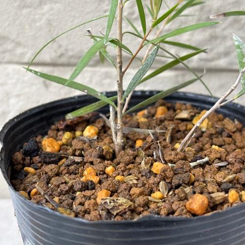 カリステモン　インジューン　3.5号ポット苗　ブラシの木　金宝樹　苗木　庭木  花木  オージープランツ |  | 03