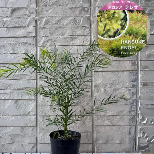 アカシア テレサ 3.5号ポット苗 苗木 庭木 シンボルツリー 春の花