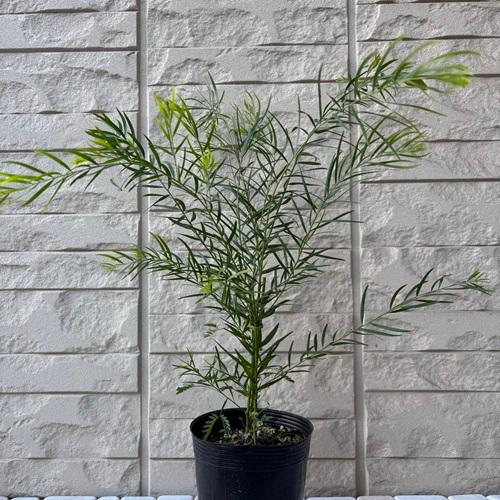 アカシア テレサ 3.5号ポット苗 苗木 庭木 シンボルツリー 春の花