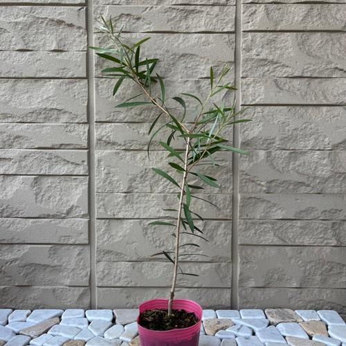 カリステモン ピンクシャンパン 3号ポット苗 ブラシの木 金宝樹 苗木