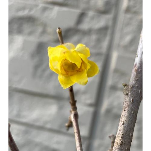 蝋梅　ロウバイ　満月　接木１年生苗　苗木　庭木　 |  | 06