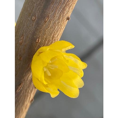 蝋梅　ロウバイ　満月　接木１年生苗　苗木　庭木　 |  | 07