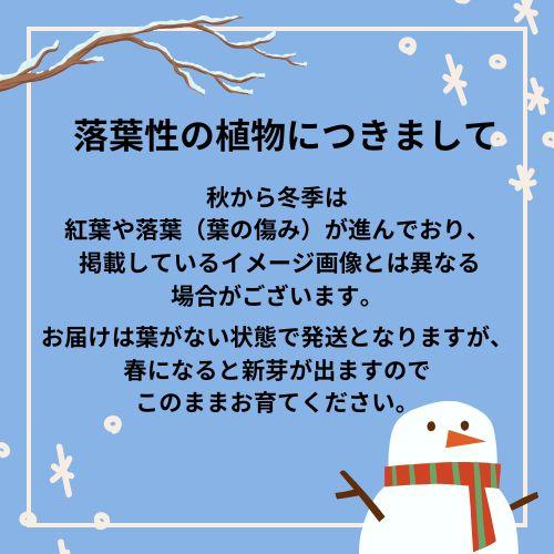 蝋梅　ロウバイ　満月　接木１年生苗　苗木　庭木　 |  | 08