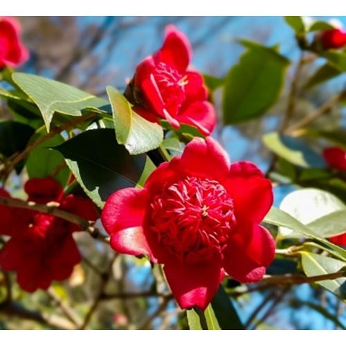 ツバキ　紅卜伴　苗木　４号ポット　椿　挿し木苗　日光 庭園樹 | 