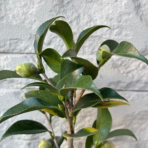 ツバキ　紅卜伴　苗木　４号ポット　椿　挿し木苗　日光 庭園樹 |  | 02