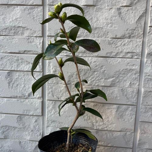 ツバキ　 一子侘助　4号ポット　椿　苗木　挿し木苗　 庭園樹 |  | 01