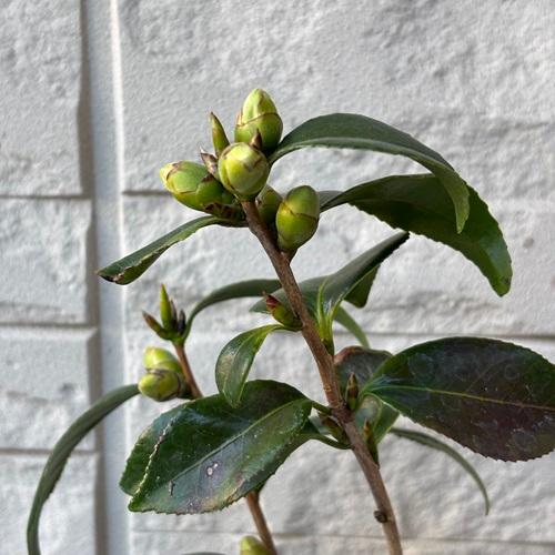 ツバキ　 一子侘助　4号ポット　椿　苗木　挿し木苗　 庭園樹 |  | 02