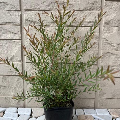 メラレウカ レッドジェム　3号ポット苗　苗木　 | 