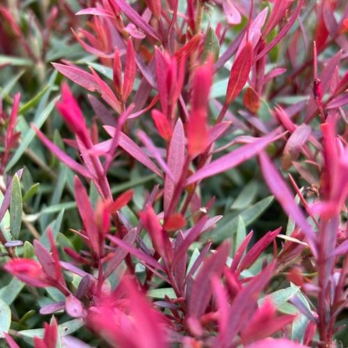 メラレウカ レッドジェム　3号ポット苗　苗木　 |  | 04