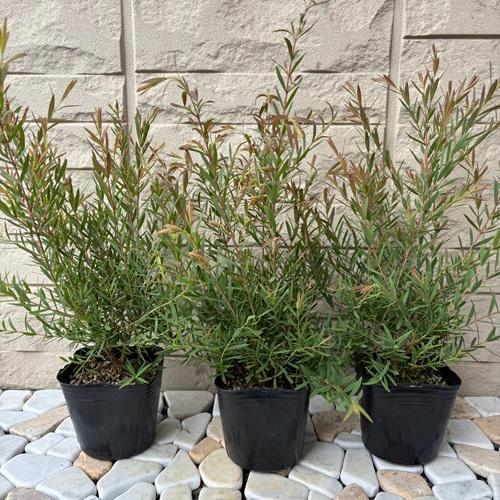 メラレウカ レッドジェム　3号ポット苗　苗木　 |  | 02