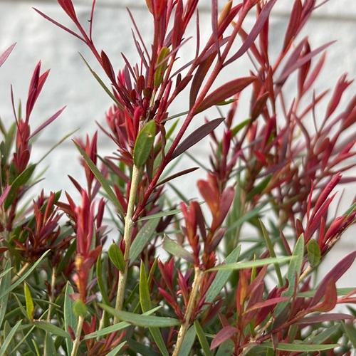 メラレウカ レッドジェム　3号ポット苗　苗木　 |  | 05