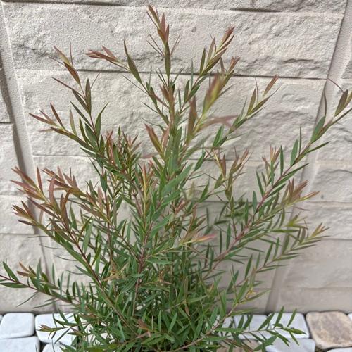 メラレウカ レッドジェム　3号ポット苗　苗木　 |  | 03