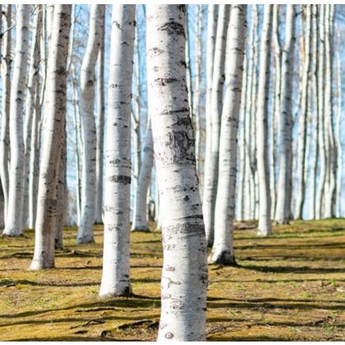 シラカバ ジャクモンティー 5号ポット苗 苗木 シラカンバ 落葉樹 落葉