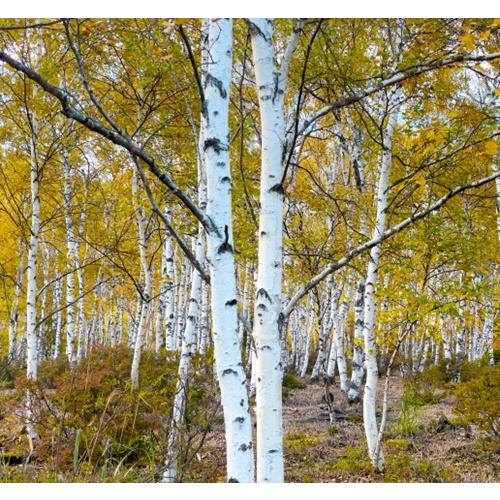 シラカバ ジャクモンティー 5号ポット苗 苗木 シラカンバ 落葉樹 落葉