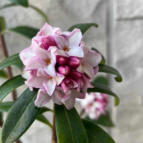 沈丁花（ジンチョウゲ） 赤花 苗木 5号ポット 苗木 庭木 芳香花木 春の