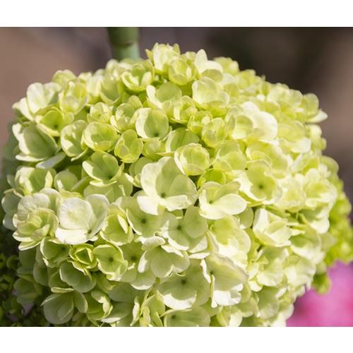 ビバーナム ステリーレ 3.5号ポット苗 苗木 花木 落葉樹 鉢植え 庭植え