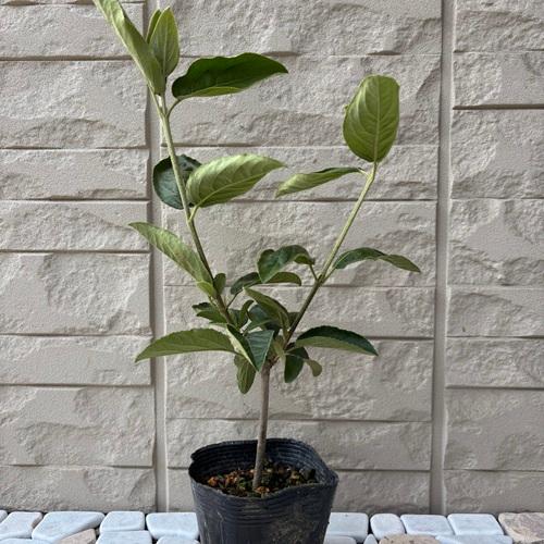 ビバーナム ステリーレ 3.5号ポット苗 苗木 花木 落葉樹 鉢植え 庭植え