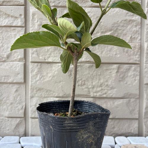 ビバーナム ステリーレ 3.5号ポット苗 苗木 花木 落葉樹 鉢植え 庭植え