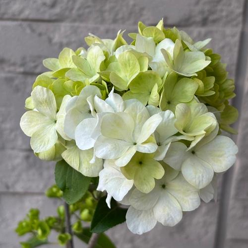 ビバーナム【ステリーレ】3鉢 ビバーナム ステリーレ 3.5号ポット苗 苗木 花木 落葉樹 鉢植え 庭植え