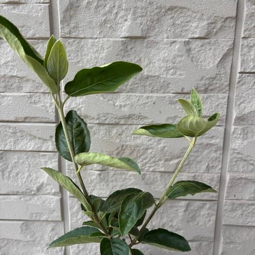 ビバーナム ステリーレ 3.5号ポット苗 苗木 花木 落葉樹 鉢植え 庭植え