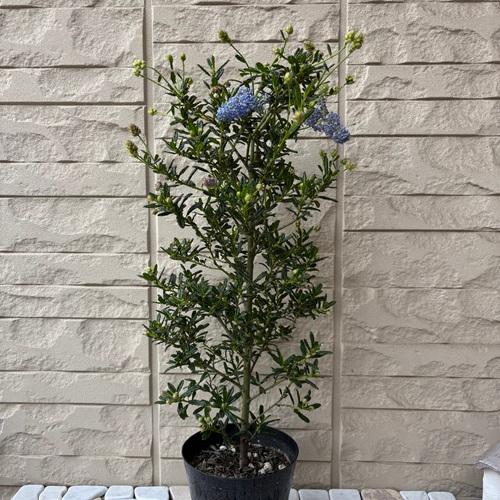 セアノサス　カリフォルニアライラック　10号鉢 セアノサス カリフォルニアライラック 10号鉢