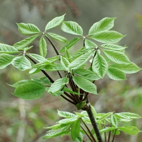 コシアブラ　3.5号ポット苗　苗木　山菜 | 