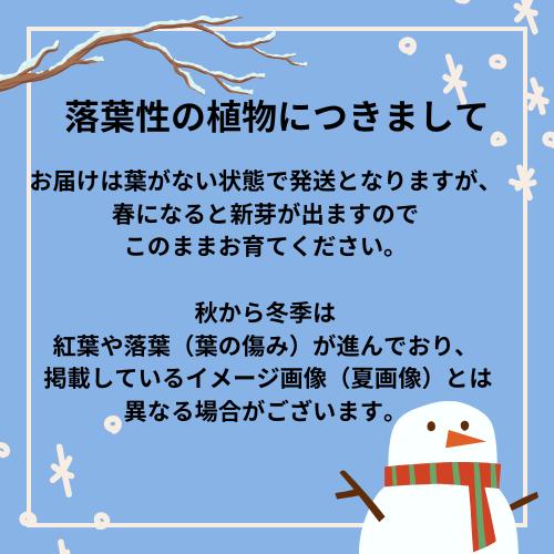 コシアブラ　3.5号ポット苗　苗木　山菜 |  | 06