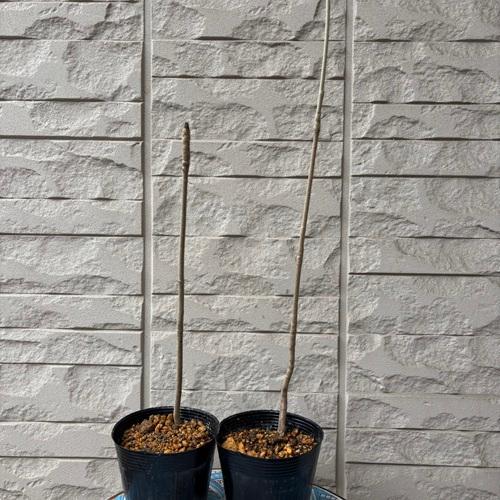 コシアブラ　3.5号ポット苗　苗木　山菜 |  | 03