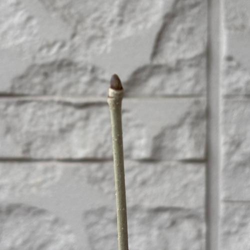 コシアブラ　3.5号ポット苗　苗木　山菜 |  | 04