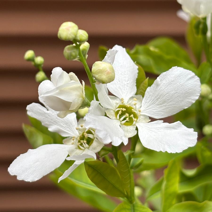 リキュウバイ（利休梅）6号ポット苗 苗木 春の花 鉢植え 庭木 シンボルツリー | 