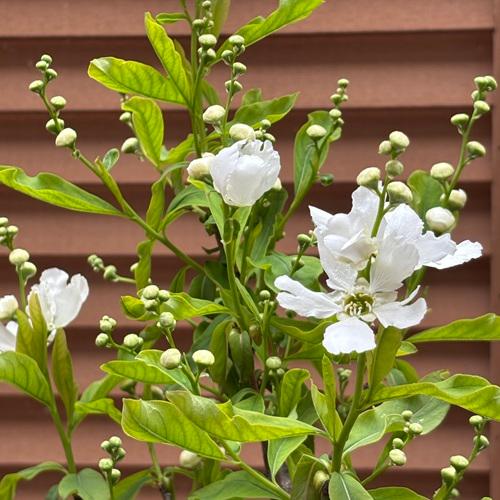 リキュウバイ（利休梅）6号ポット苗 苗木 春の花 鉢植え 庭木 シンボルツリー |  | 01